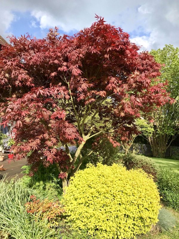 Клен Acer palmatum Atropurpureum