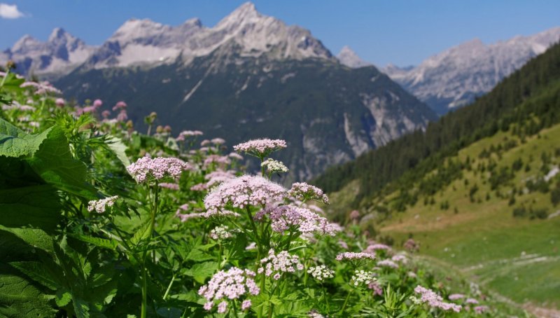 Бедренец Pimpinella Major rosea