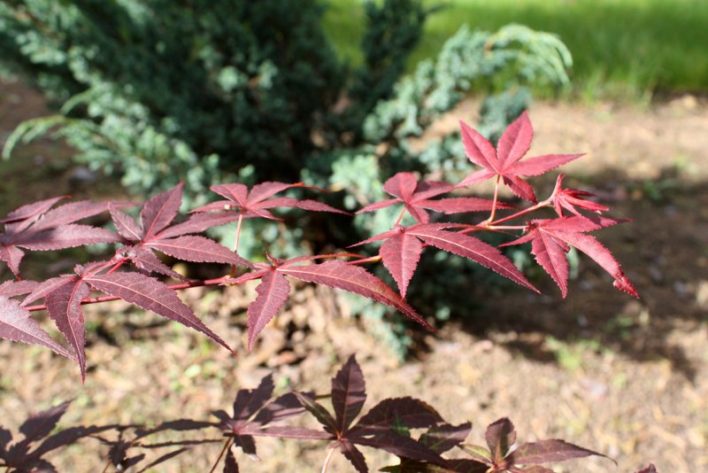 Клен веерный Atropurpureum