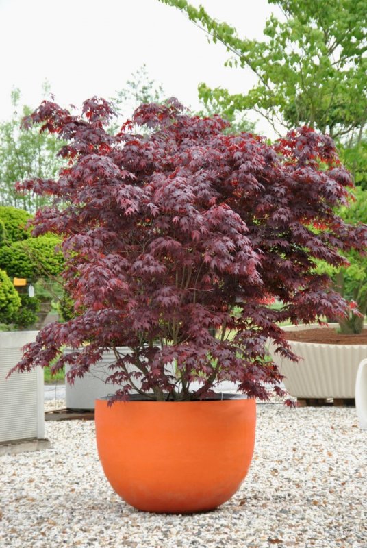 Клен дланевидный Atropurpureum