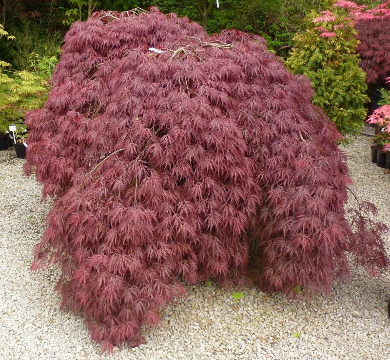 Acer palmatum 'Garnet'