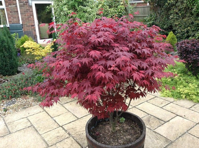 Клен дланевидный Acer palmatum