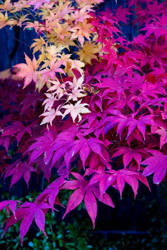 Клен японский-palmatum