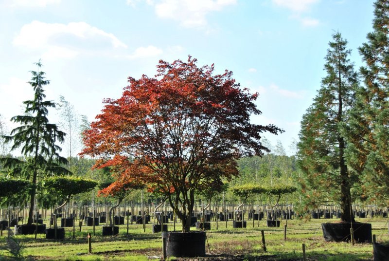 Acer palmatum Atropurpureum