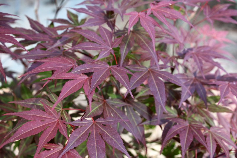 Клен веерный Атропурпуреум Acer palmatum Atropurpureum