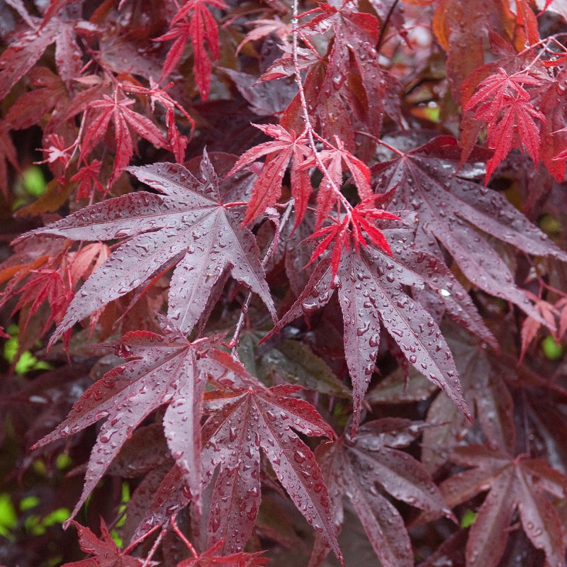 Клен Acer palmatum Bloodgood