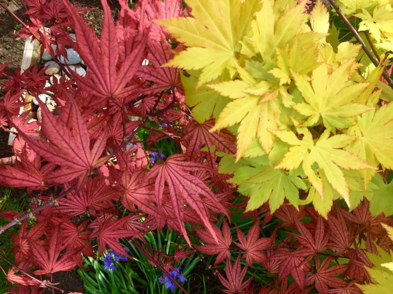 Acer palmatum