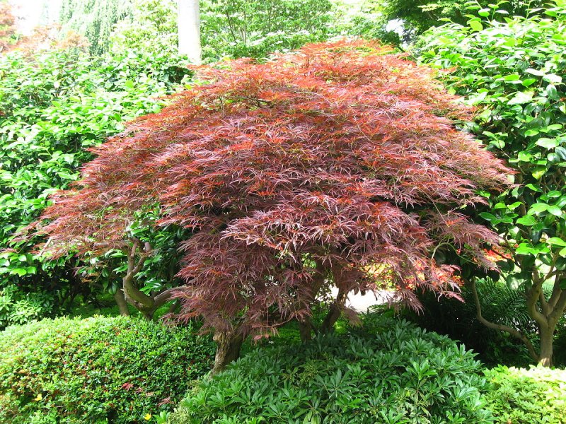 Acer palmatum 'Garnet'