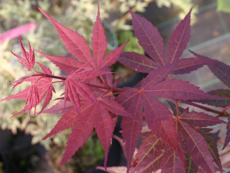 Клен Acer palmatum Atropurpureum