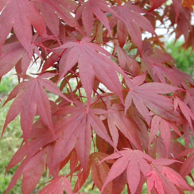 Клен дланевидный Atropurpureum