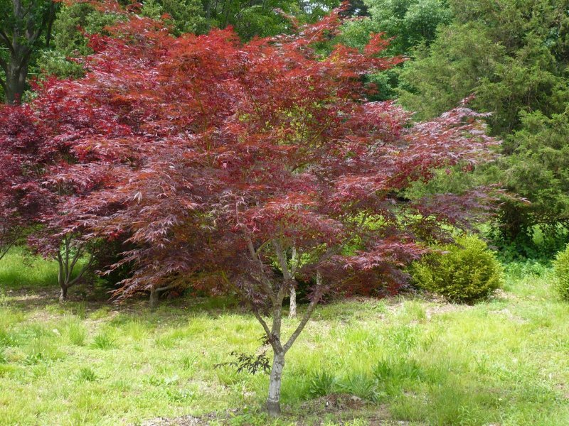 Клен дланевидный palmatum