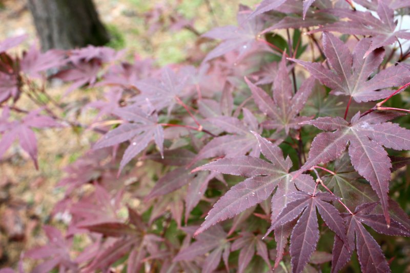 Клен веерный Atropurpureum