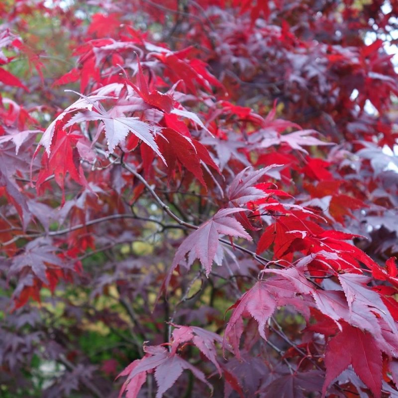 Клен Acer palmatum