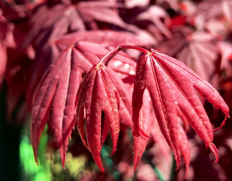 Клен дланевидный/веерный Atropurpureum