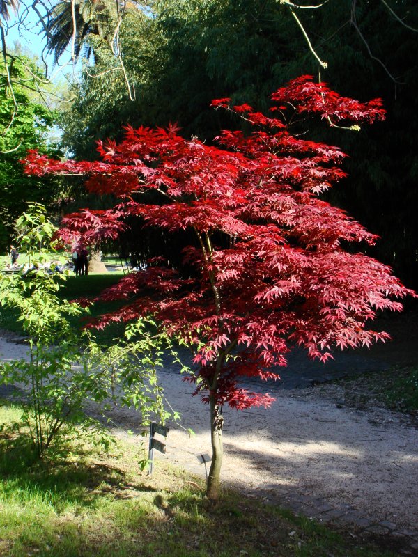 Клен Acer palmatum Atropurpureum