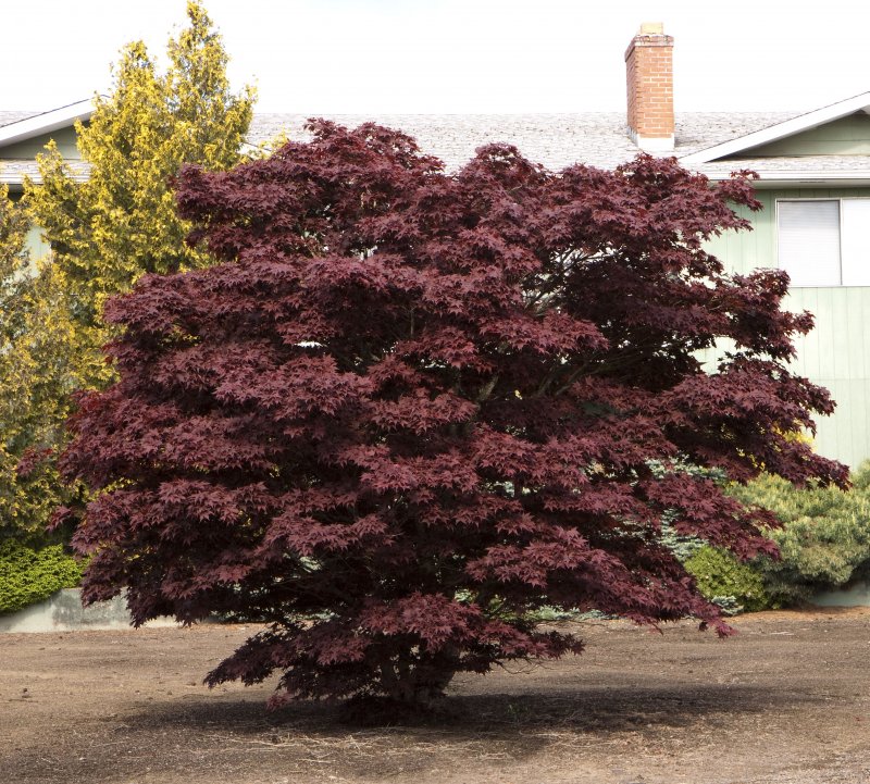 Клен Acer palmatum Bloodgood