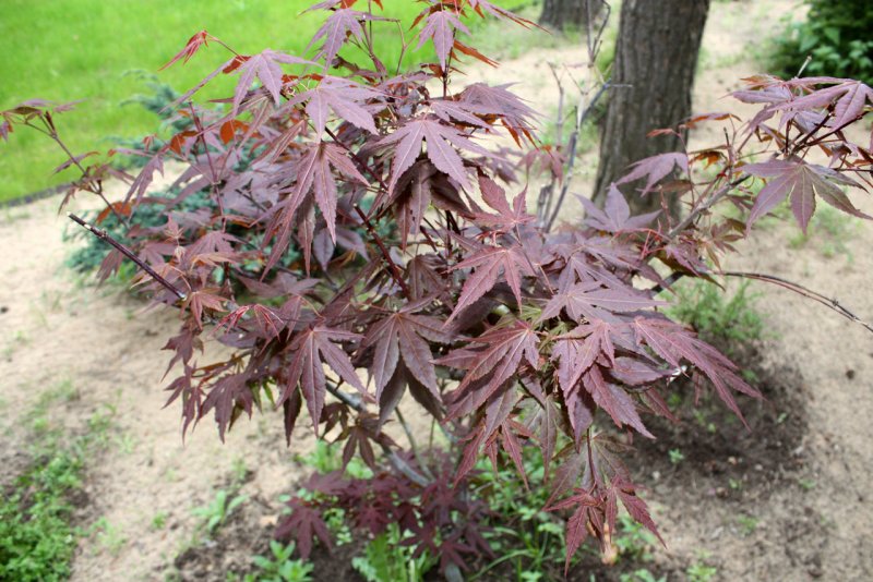 Клен дланевидный Atropurpureum
