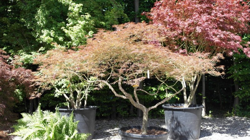 Клен дланевидный Диссектум (Acer palmatum dissectum)