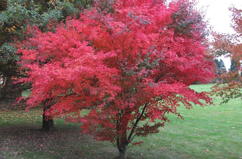 Клен дланевидный Atropurpureum