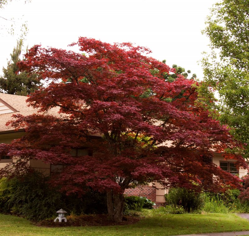 Клен дланевидный/веерный (Acer palmatum Atropurpureum