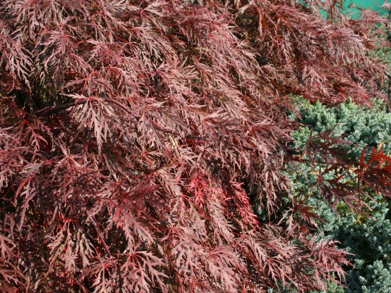 Клен Atropurpureum зимостойкость