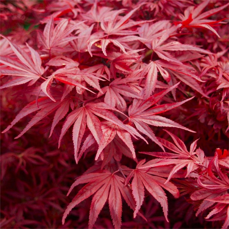Японский клен Acer palmatum