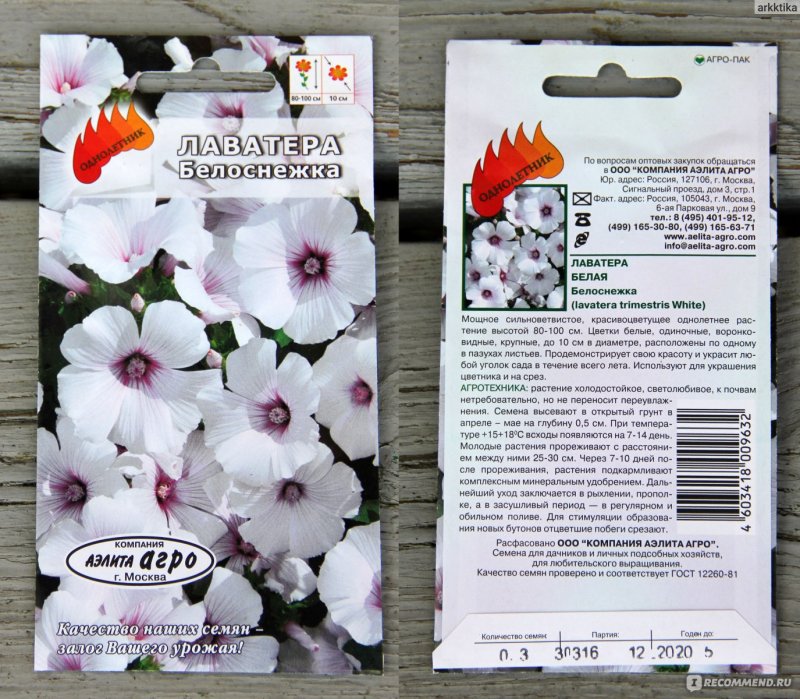 Лаватера монт Роуз