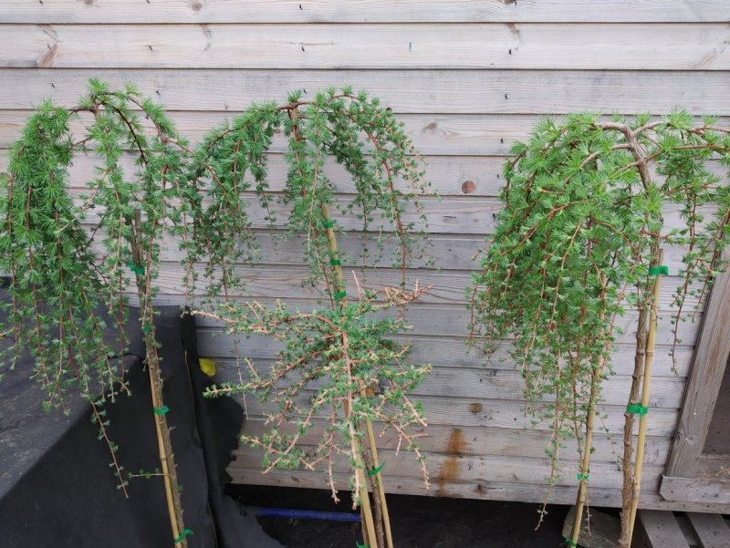 Лиственница европейская Larix decidua Kornik