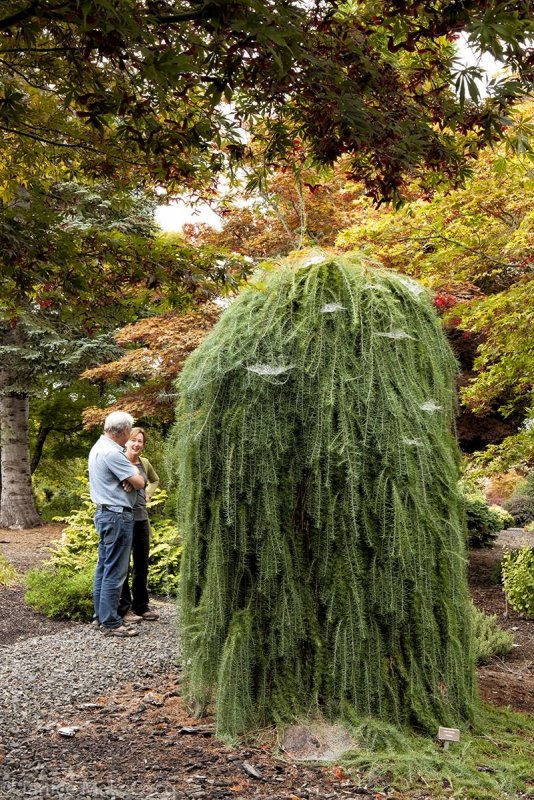 Лиственница Larix decidua