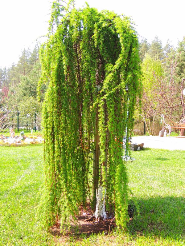 Лиственница плакучая