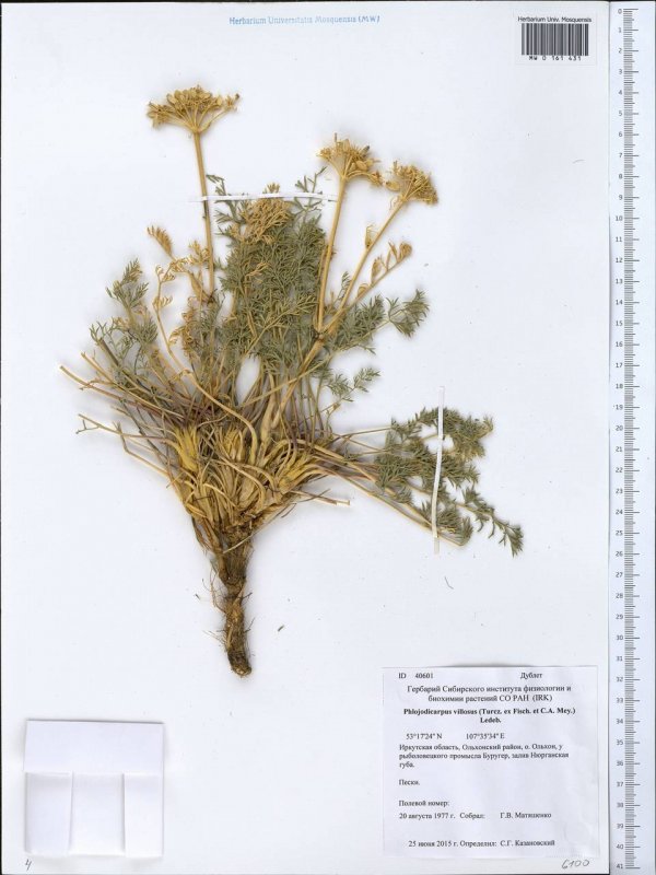 Вздутоплодник Сибирский — Phlojodicarpus sibiricum k-Pol. Рисунок