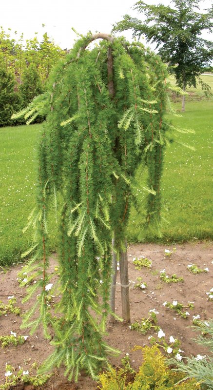 Лиственница европейская pendula