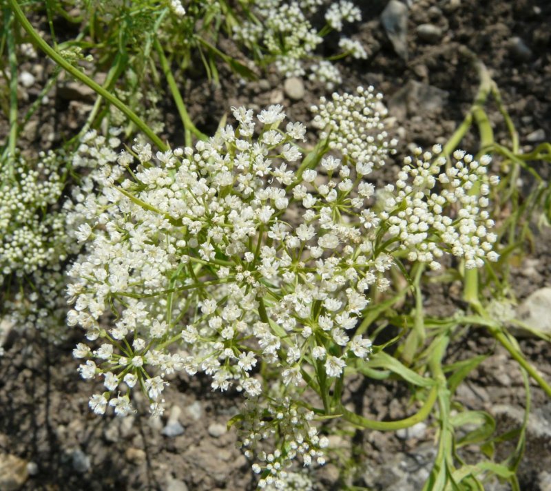 Растение Pimpinella anisum