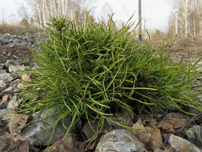 Купырь Лесной Anthriscus Sylvestris