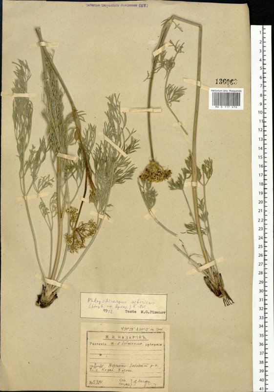Phlojodicarpus villosus (Turcz. Ex Fisch. Et Mey.) Ledeb. – Вздутоплодник мохнатый,