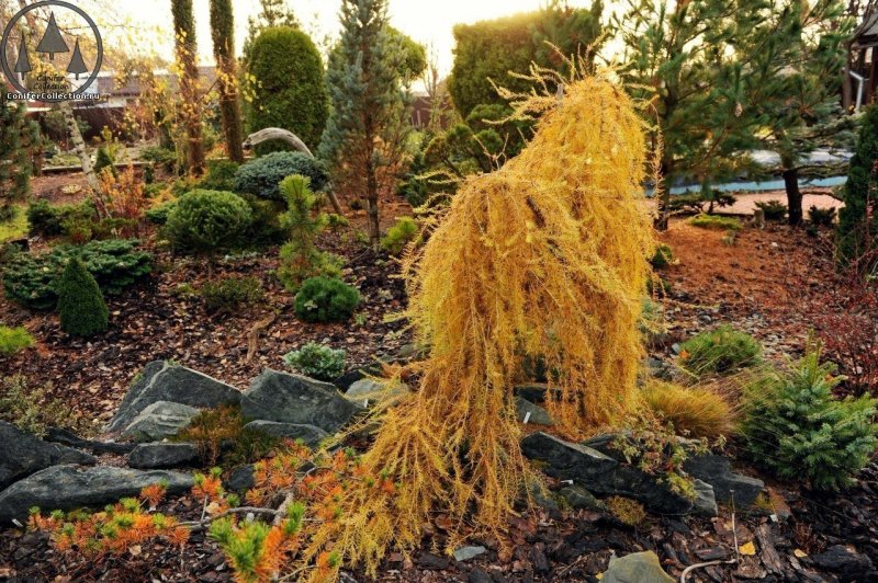 Лиственница европейская Пендула (Larix decidua pendula)