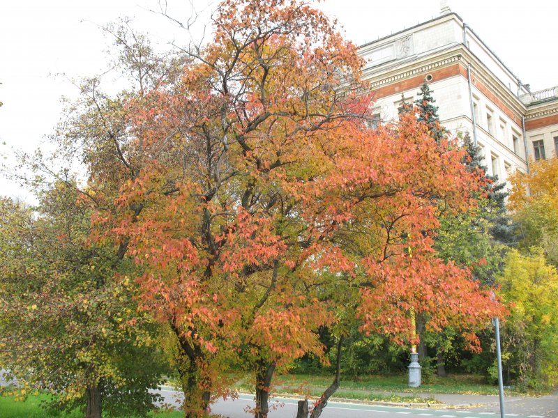 Клен Гиннала в ландшафтном