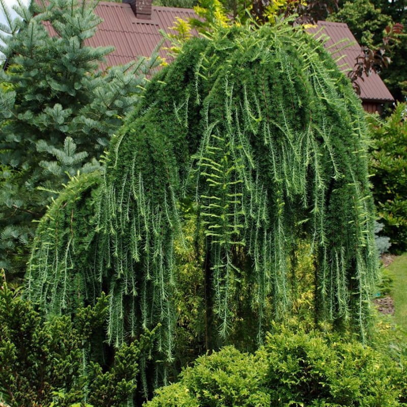 Лиственница европейская pendula