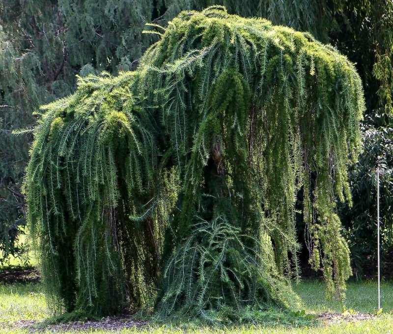 Лиственница европейская pendula