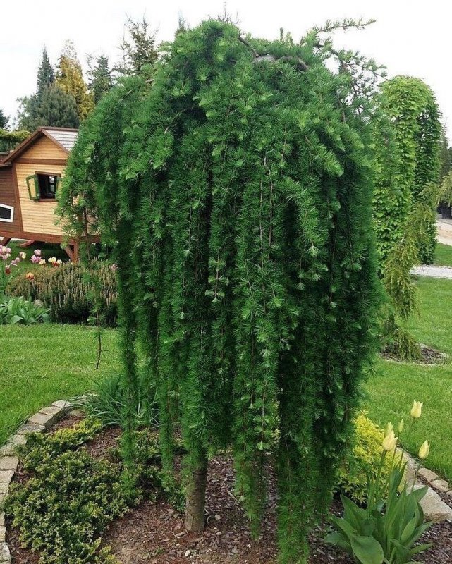 Larix decidua varied Directions
