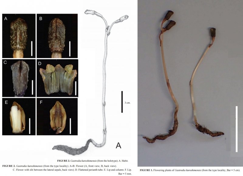 Sparganium americanum