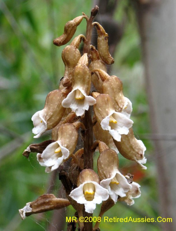Eubotrys recurva