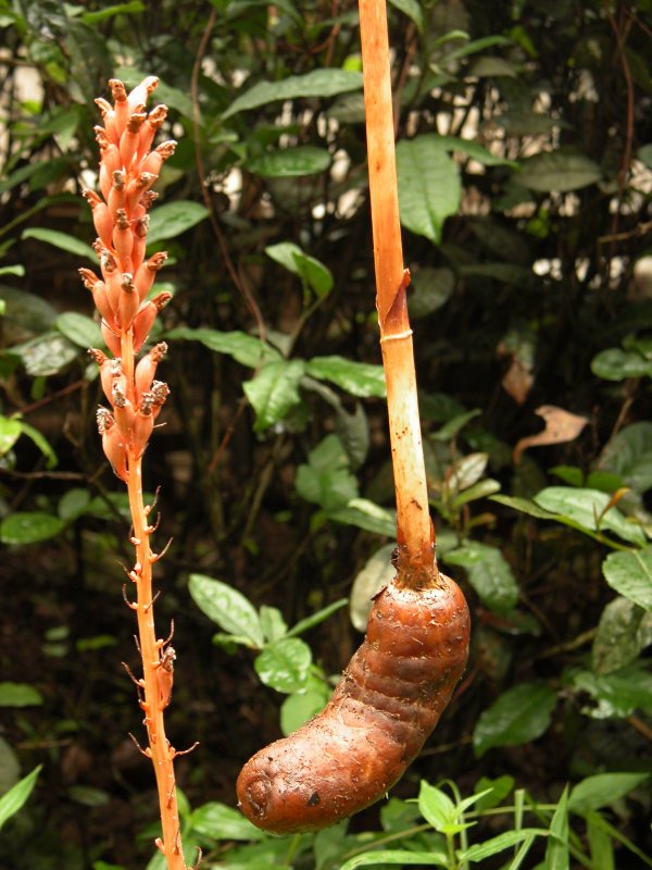 Gastrodia kuroshimensis