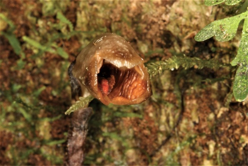 Орхидея Gastrodia agnicellus