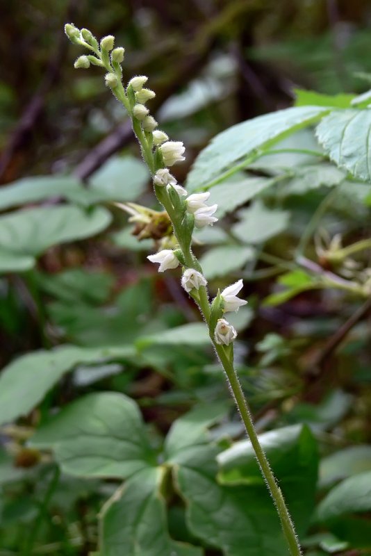 Орхидея Gastrodia agnicellus
