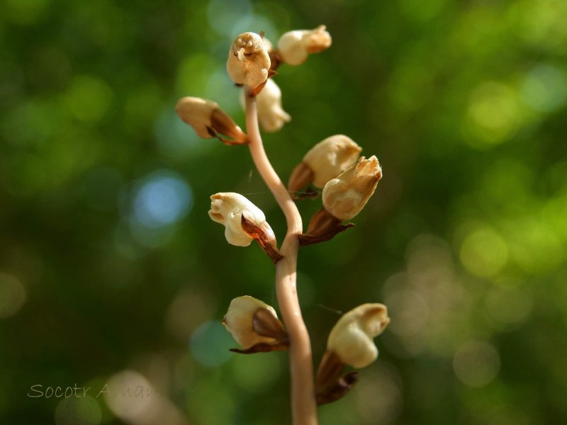 Безлистная Орхидея Gastrodia agnicellus