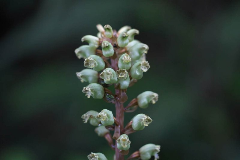 Пузатка высокая (Gastrodia elata)