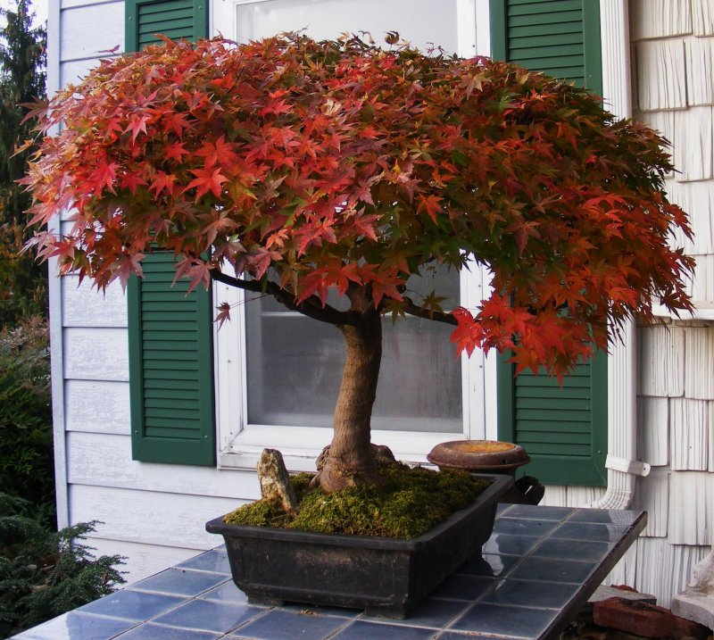 Бонсай Acer palmatum