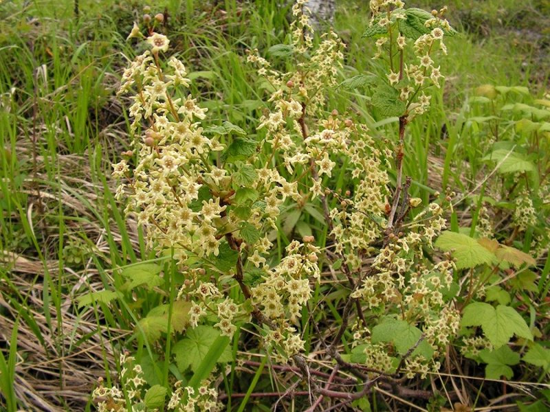 Actaea racemosa l