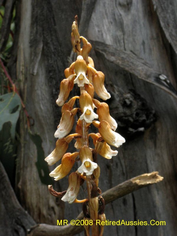 Gastrodia kuroshimensis